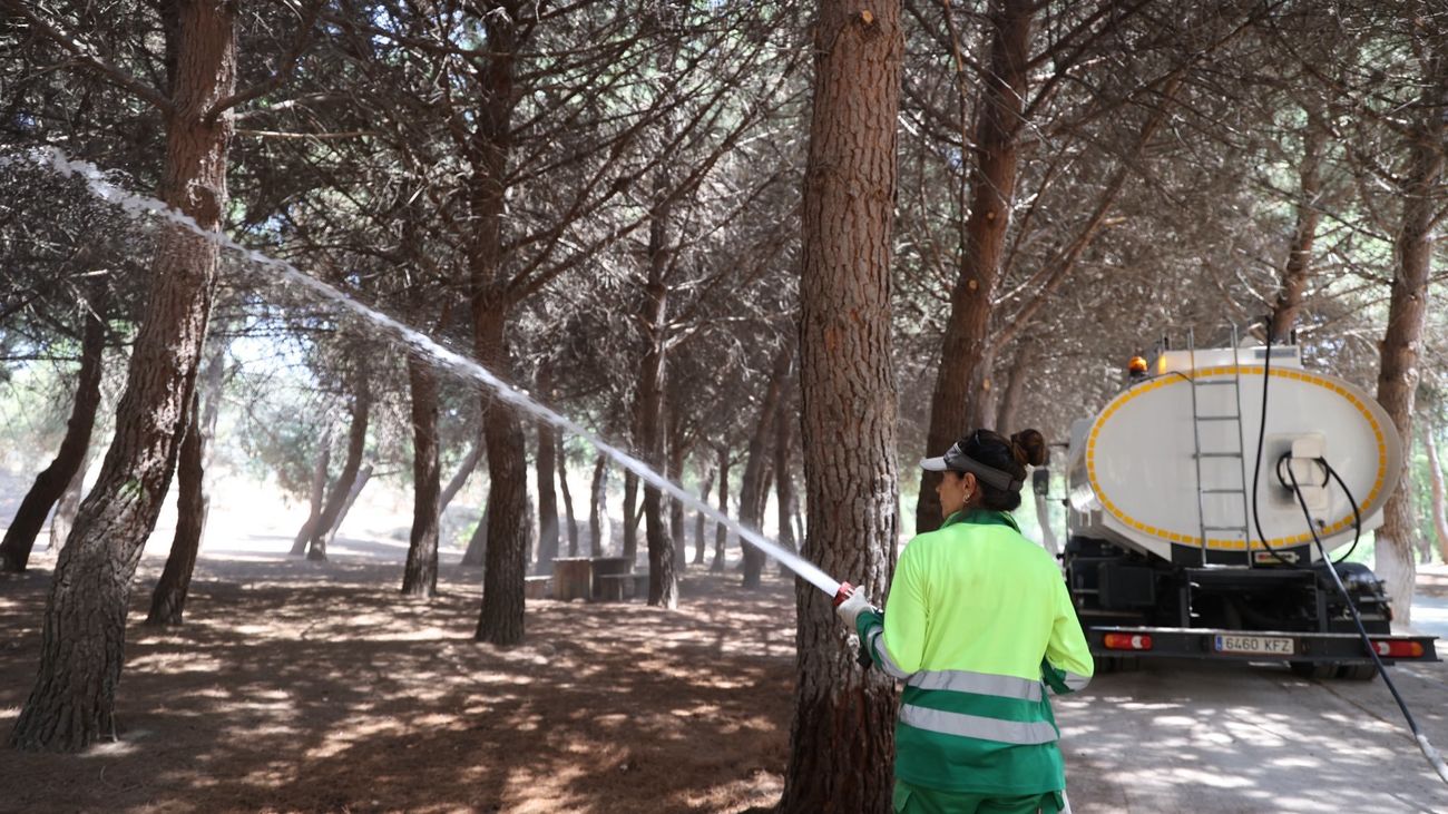 Labores de refresco en un pinar de Arroyomolinos