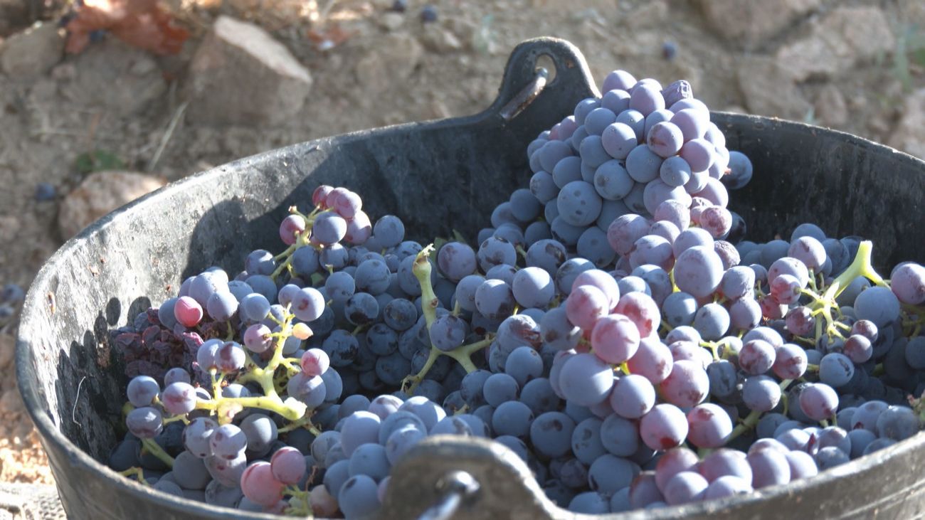 Viñedos afectados y preocupación en la Sierra Oeste por los incendios: “No sé si este año vamos a ser capaces de sacar vino”