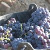Viñedos afectados y preocupación en la Sierra Oeste por los incendios: “No sé si este año vamos a ser capaces de sacar vino”
