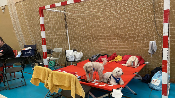 Asistencia veterinaria gratuita para las mascotas afectadas por los incendios