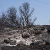 La problemática de los incendios en España: cambio de prácticas en el campo y propiedad forestal privada