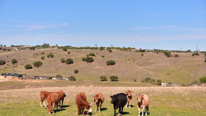 CAMINO DE MADRID. COLMENAR VIEJO / Comunidad de Madrid