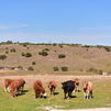 Vacas en Colmenar Viejo