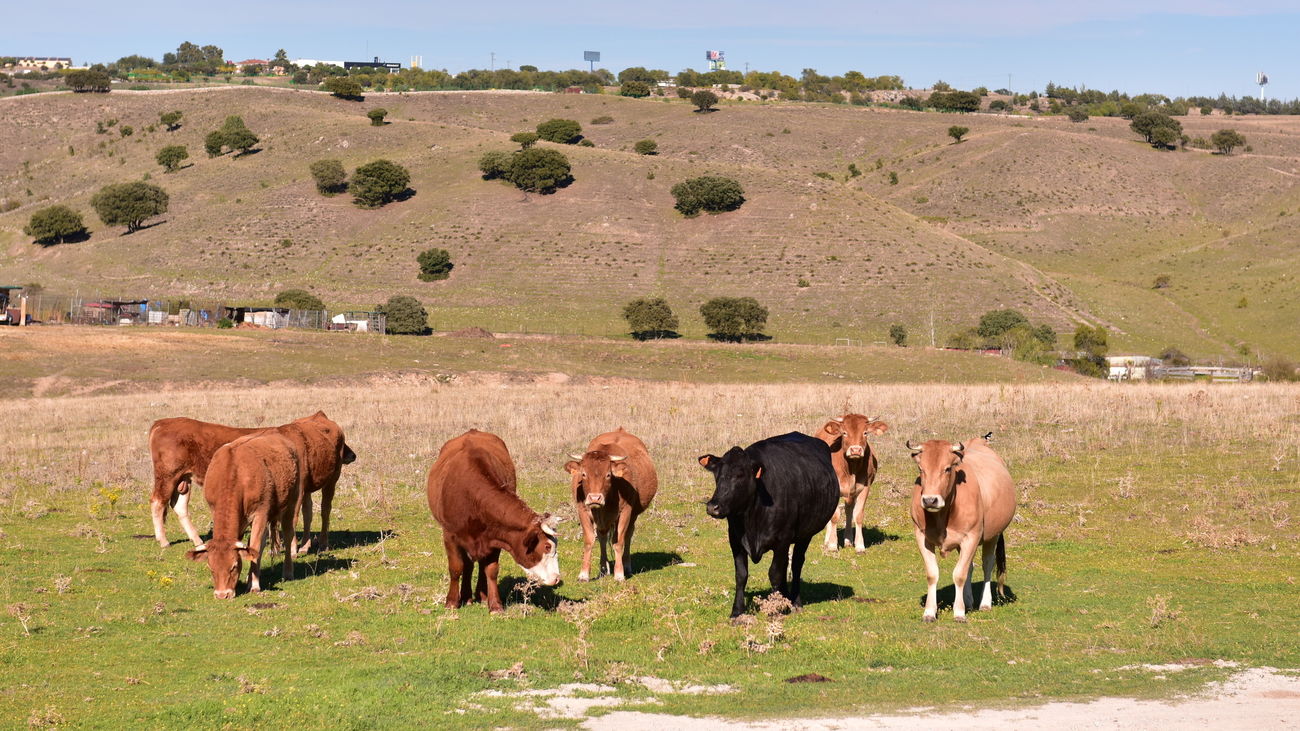 Vacas en Colmenar Viejo