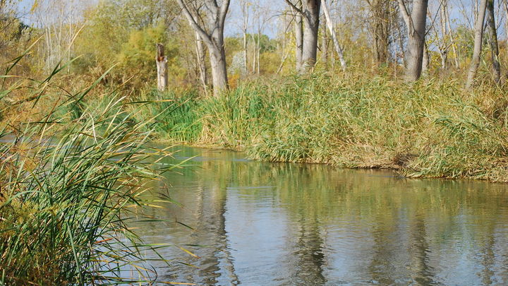 MEJORADA DEL CAMPO. Parque Regional Las Islillas / Comunidad de Madrid