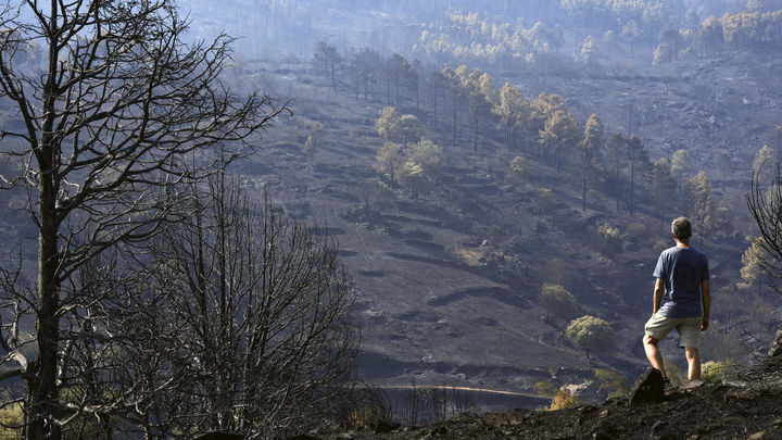 Un hombre observa uno de los pinares arrasados por el incendio de Burgohondo (Ávila) / EFE