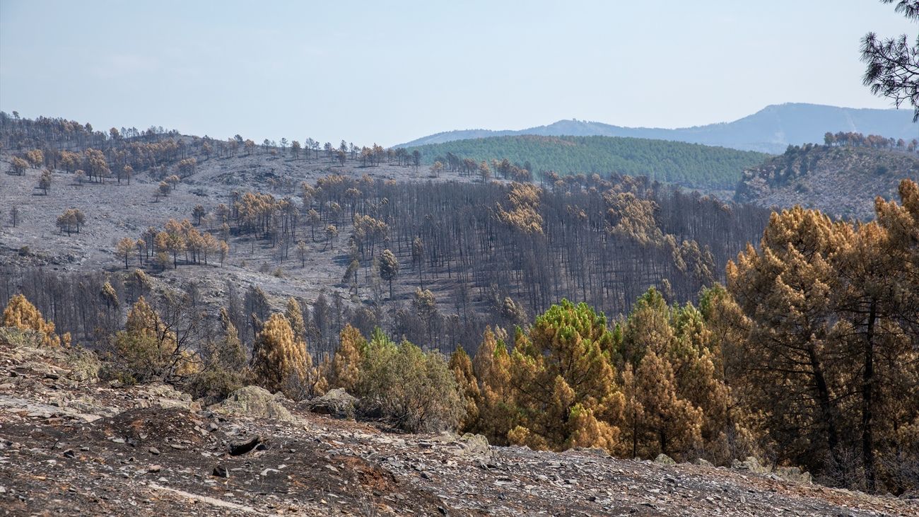 Terreno quemado por el incendio forestal en La Mierla