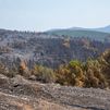 Constituida una plataforma para la recuperación de la Sierra Norte de Guadalajara tras el incendio