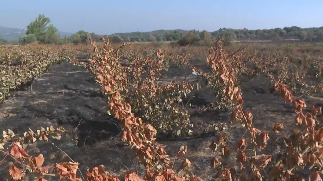 Juan, bodeguero de San Martín de Valdeiglesias: “Vamos a necesitar décadas para encontrar la uva que buscamos tras el incendio”