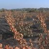 Juan, bodeguero de San Martín de Valdeiglesias: “Vamos a necesitar décadas para encontrar la uva que buscamos tras el incendio”