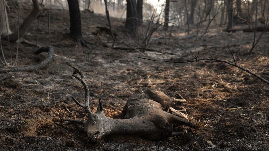 En libertad el supuesto autor del fuego de Ávila