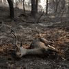 En libertad el supuesto autor del fuego de Ávila