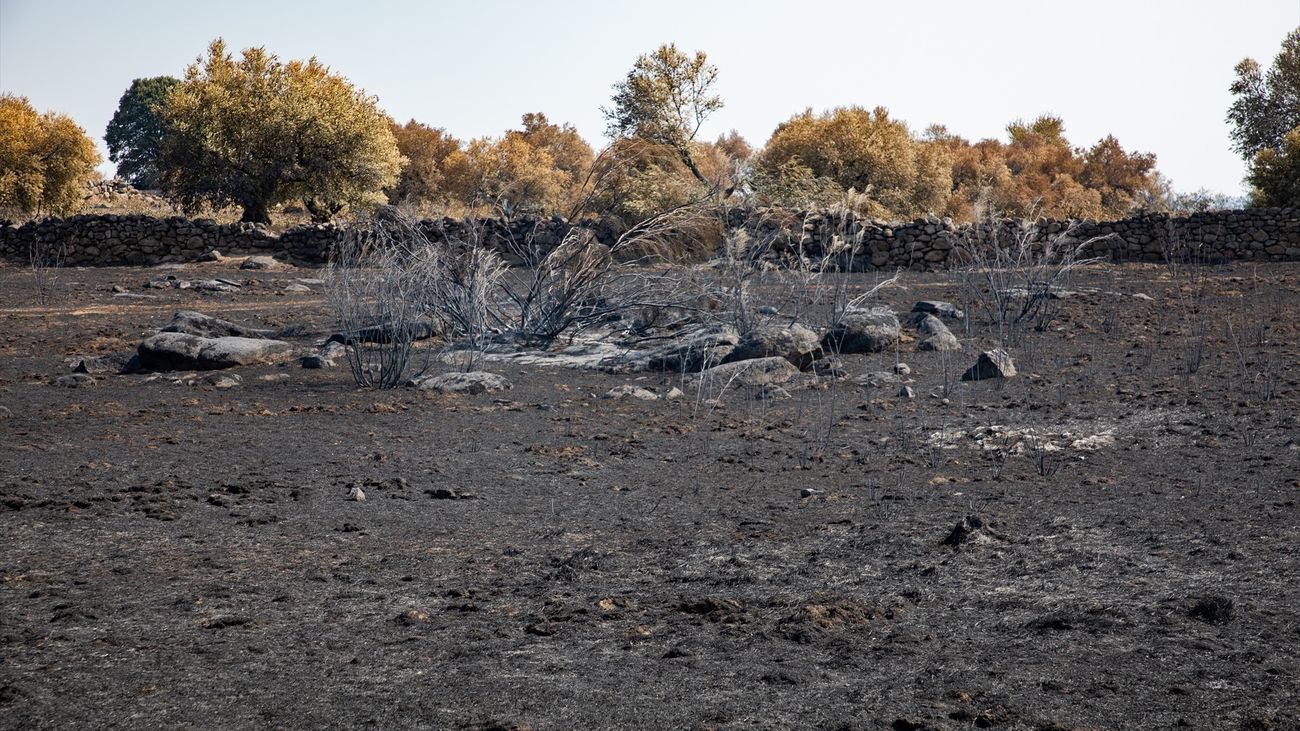 ¿Cuánto hay que esperar para ver brotes verdes en el terreno arrasado por el fuego?