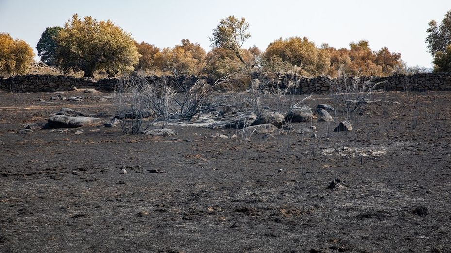 ¿Cuánto hay que esperar para ver brotes verdes en el terreno arrasado por el fuego?