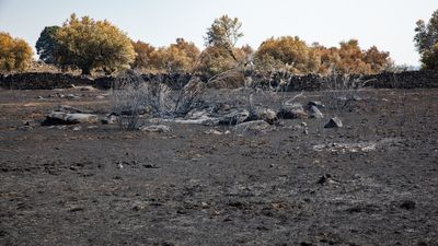 ¿Cuánto hay que esperar para ver brotes verdes en el terreno arrasado por el fuego?