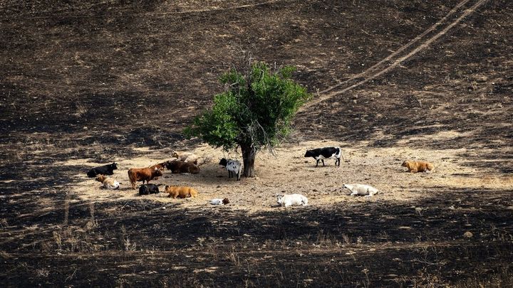 Pérdidas "inasumibles" para los ganaderos de Colmenar de Arroyo afectados por el incendio: "Se ha quemado todo"