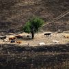 Pérdidas "inasumibles" para los ganaderos de Colmenar de Arroyo afectados por el incendio: "Se ha quemado todo"