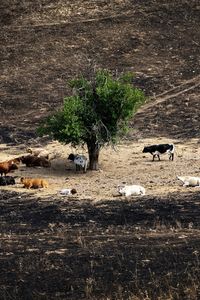 Pérdidas "inasumibles" para los ganaderos de Colmenar de Arroyo afectados por el incendio: "Se ha quemado todo"