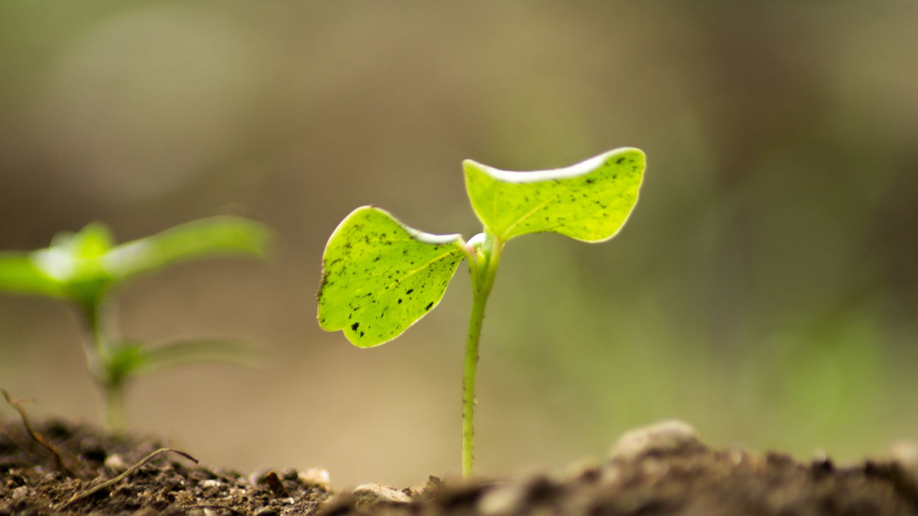 Tierra revoluciona la agricultura urbana con hidroponía, inteligencia artificial y producción de kilómetro cero