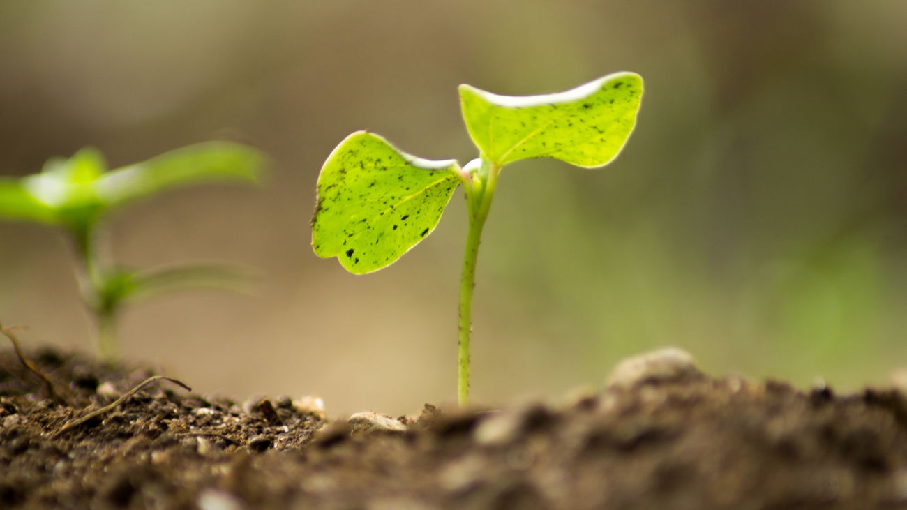 Tierra revoluciona la agricultura urbana con hidroponía, inteligencia artificial y producción de kilómetro cero