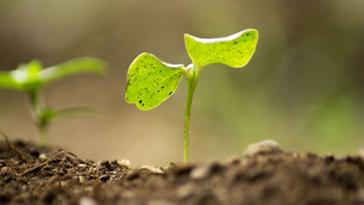Tierra revoluciona la agricultura urbana con hidroponía, inteligencia artificial y producción de kilómetro cero