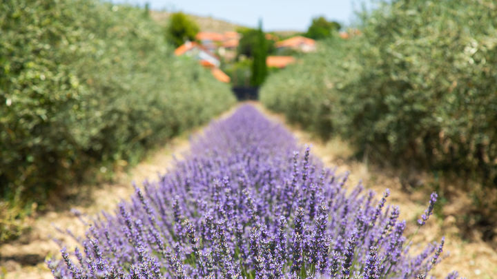 Olivos y lavanda en el paisaje madrileño / COMUNIDAD DE MADRID