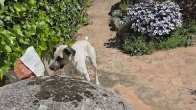 Muere Coco, una perrita de 5 años tras recibir varios disparos de perdigones en Hoyo del Manzanares