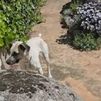 Muere Coco, una perrita de 5 años tras recibir varios disparos de perdigones en Hoyo del Manzanares