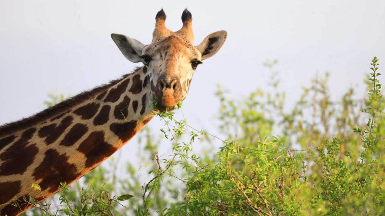 Imagen de una jirafa en Kenia