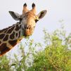 Atención si vas a viajar a Kenia estas vacaciones: este será el seguro médico obligatorio para entrar en el país