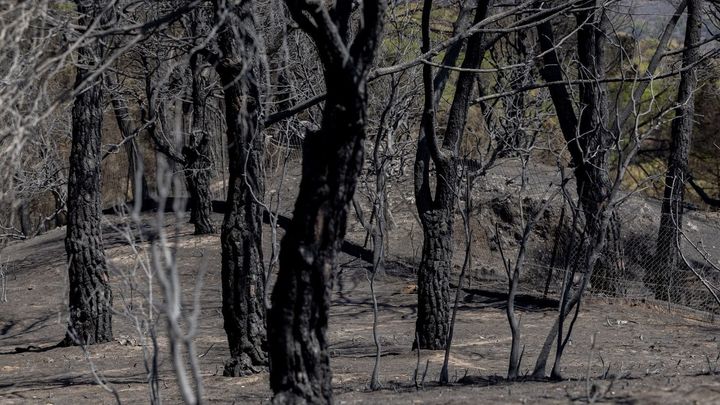 Pelayos de la Presa  intenta volver a la normalidad con el 74% del territorio calcinado