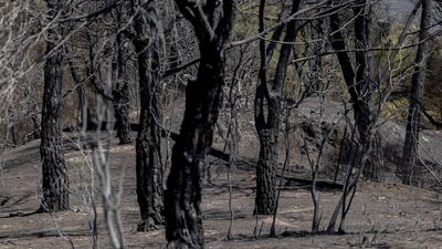 Pelayos de la Presa  intenta volver a la normalidad con el 74% del territorio calcinado