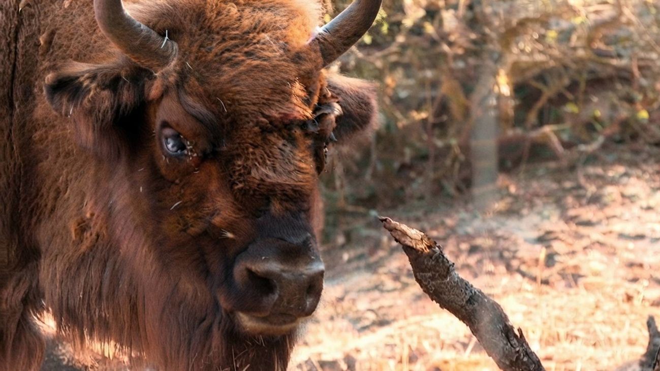 Los bisontes que ayudaron a frenar el incendio en Madrid: su pastoreo creó un cortafuegos natural que protegió la reserva
