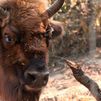 Los bisontes que ayudaron a frenar el incendio en Madrid: su pastoreo creó un cortafuegos natural que protegió la reserva