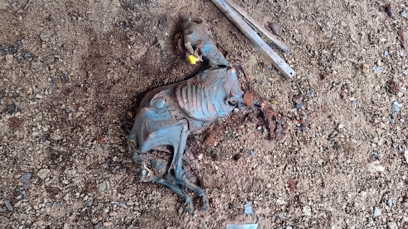 El incendio de Ávila destapa un presunto caso de maltrato animal en El Tiemblo: hallan decenas de animales muertos