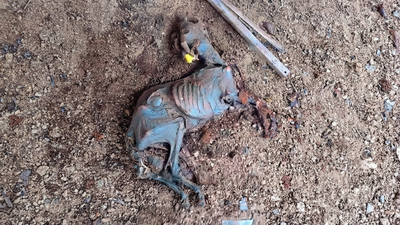 El incendio de Ávila destapa un presunto caso de maltrato animal en El Tiemblo: hallan decenas de animales muertos