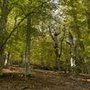7 bosques mágicos a una hora de Madrid para fotografiar el otoño este fin de semana