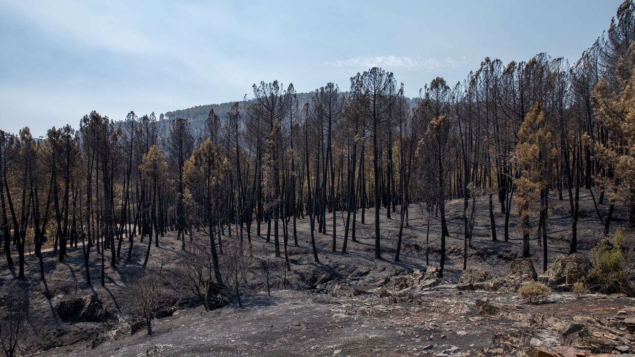 Zona calcinada por el incendio de La Mierla