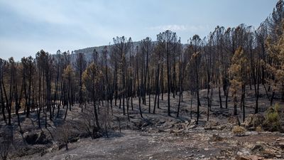 Controlado tras 19 días el incendio de La Mierla con 32.000 hectáreas arrasadas