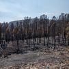 Controlado tras 19 días el incendio de La Mierla con 32.000 hectáreas arrasadas