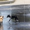 Varias perros juegan en los chorros de Madrid Río