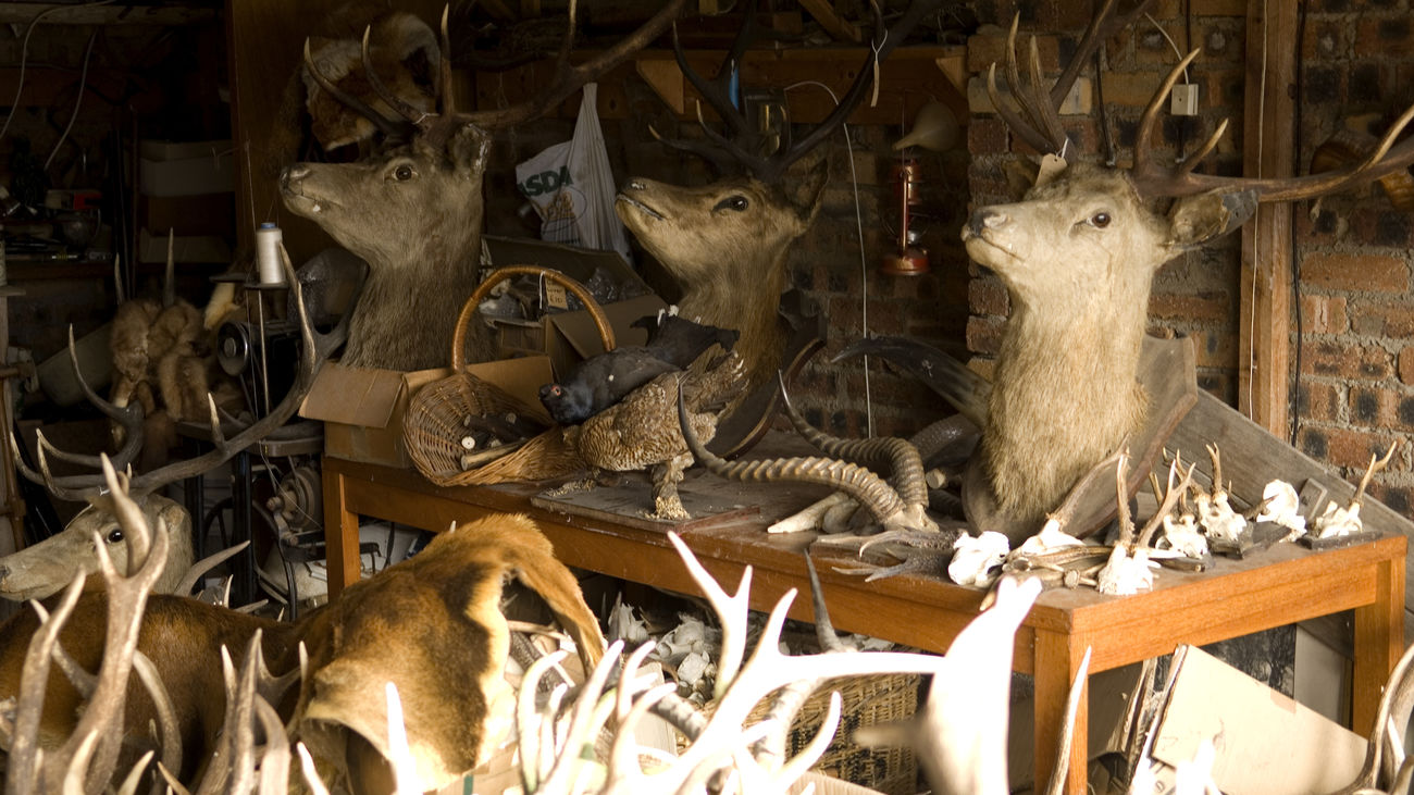 Guardianes del oficio: taxidermista