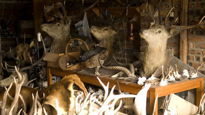 Guardianes del oficio: taxidermista