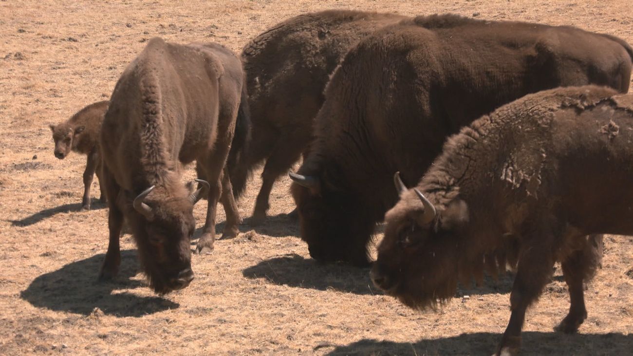 El milagro de los bisontes: la única zona que el fuego no pudo arrasar en la Sierra Oeste