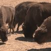 El milagro de los bisontes: la única zona que el fuego no pudo arrasar en la Sierra Oeste