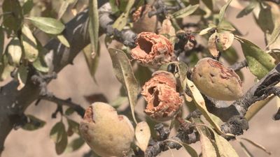 Las cotorras arrasan el 80% de la cosecha de almendra de un agricultor en la Vega del Jarama