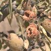 Las cotorras arrasan el 80% de la cosecha de almendra de un agricultor en la Vega del Jarama