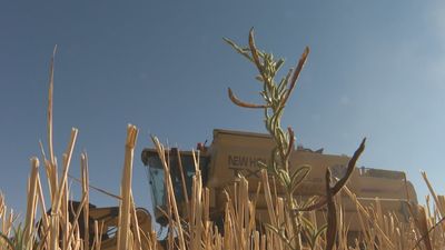 El sector agrícola madrileño cifra en 18.500 las hectáreas de tierra útil quemada tras los incendios