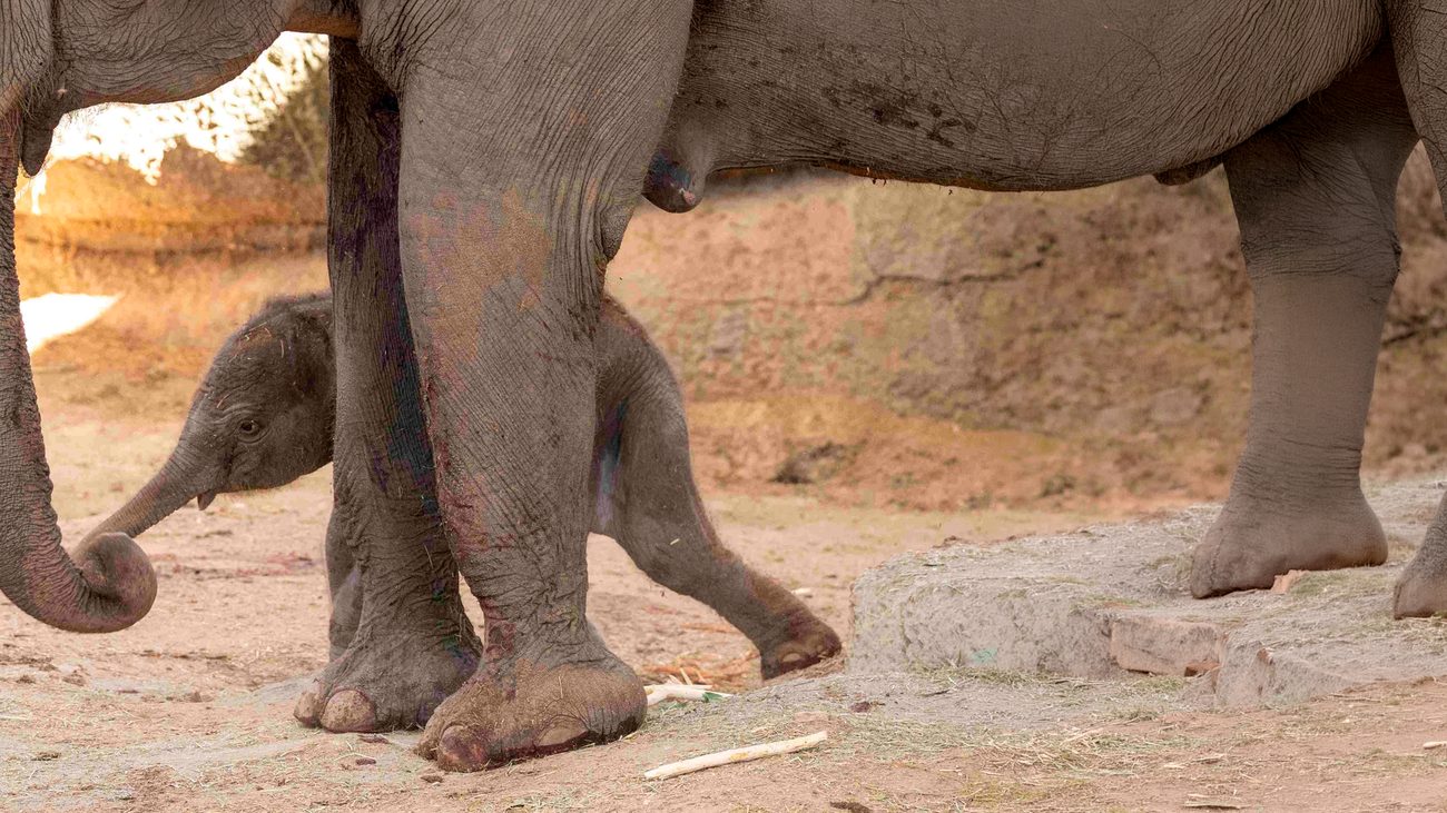 Nace en el Zoo Aquarium de Madrid una cría de elefante de Sumatra, especie en peligro crítico de extinción