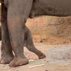 Nace en el Zoo Aquarium de Madrid una cría de elefante de Sumatra, especie en peligro crítico de extinción